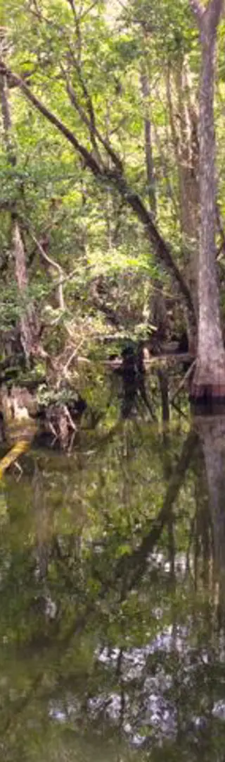 Everglades